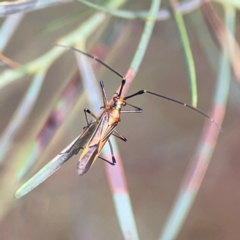 Rayieria sp. (genus) (Mirid plant bug) at Parkes, ACT - 26 Dec 2023 by Hejor1