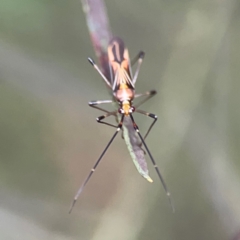 Rayieria sp. (genus) at Parkes, ACT - 26 Dec 2023