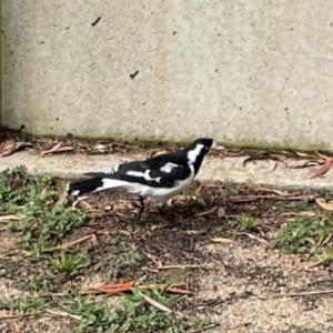 Grallina cyanoleuca at Lake Burley Griffin Central/East - 26 Dec 2023