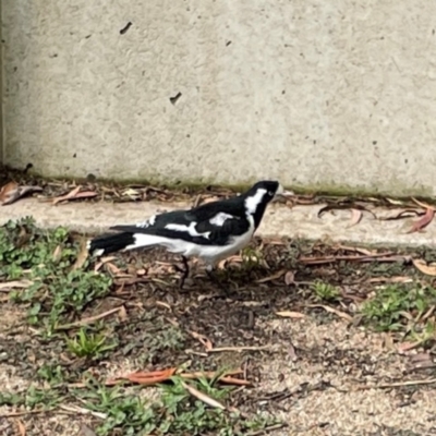 Grallina cyanoleuca (Magpie-lark) at Parkes, ACT - 26 Dec 2023 by Hejor1