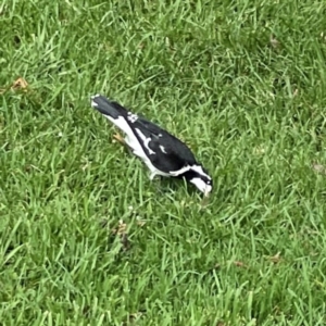 Grallina cyanoleuca at Lake Burley Griffin Central/East - 26 Dec 2023