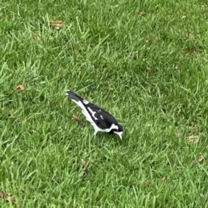 Grallina cyanoleuca at Lake Burley Griffin Central/East - 26 Dec 2023