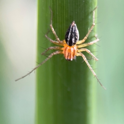 Oxyopes sp. (genus) (Lynx spider) at Lake Burley Griffin Central/East - 26 Dec 2023 by Hejor1