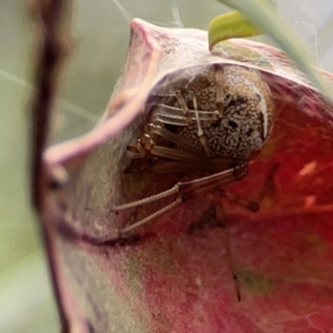 Parasteatoda sp. (genus) at Lake Burley Griffin Central/East - 26 Dec 2023