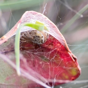 Parasteatoda sp. (genus) at Lake Burley Griffin Central/East - 26 Dec 2023