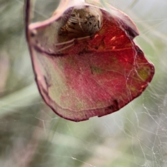 Parasteatoda sp. (genus) at Lake Burley Griffin Central/East - 26 Dec 2023