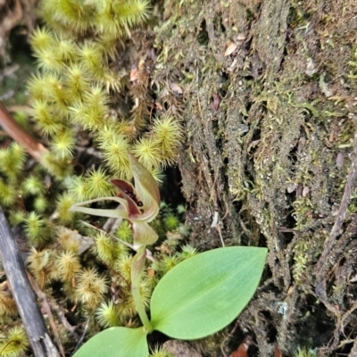Chiloglottis grammata (Small Bird Orchid) at Wellington Park, TAS - 25 Dec 2023 by BethanyDunne