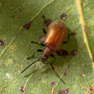 Ecnolagria grandis (Honeybrown beetle) at Parkes, ACT - 26 Dec 2023 by Hejor1