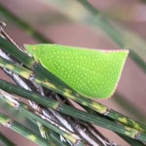 Siphanta acuta at Lake Burley Griffin Central/East - 26 Dec 2023