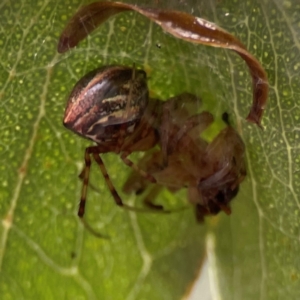 Theridion pyramidale at Parkes, ACT - 26 Dec 2023