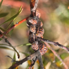 Icerya acaciae (Acacia mealy bug) at Parkes, ACT - 26 Dec 2023 by Hejor1