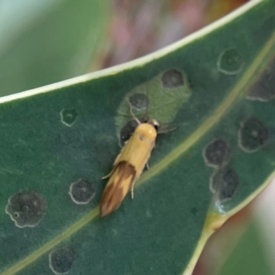 Stathmopoda crocophanes (Yellow Stathmopoda Moth) at Parkes, ACT - 26 Dec 2023 by Hejor1