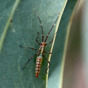 Rayieria sp. (genus) at Parkes, ACT - 26 Dec 2023