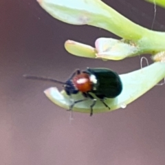 Adoxia sp. (genus) (Leaf beetle) at Parkes, ACT - 26 Dec 2023 by Hejor1