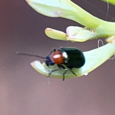 Adoxia sp. (genus) (Leaf beetle) at Parkes, ACT - 26 Dec 2023 by Hejor1