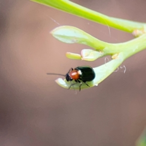 Adoxia sp. (genus) at Parkes, ACT - 26 Dec 2023