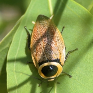 Ellipsidion australe at Parkes, ACT - 26 Dec 2023