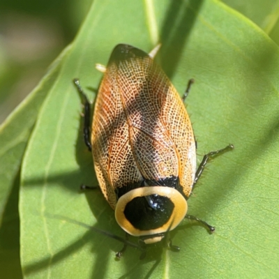 Ellipsidion australe (Austral Ellipsidion cockroach) at Parkes, ACT - 26 Dec 2023 by Hejor1