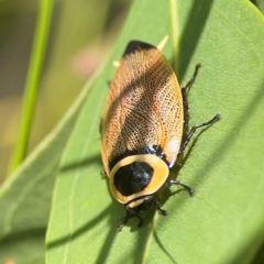 Ellipsidion australe at Parkes, ACT - 26 Dec 2023