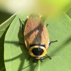 Ellipsidion australe at Parkes, ACT - 26 Dec 2023