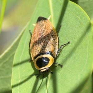 Ellipsidion australe at Parkes, ACT - 26 Dec 2023