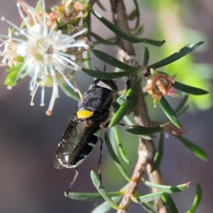 Odontomyia hunteri at Parkes, ACT - 26 Dec 2023