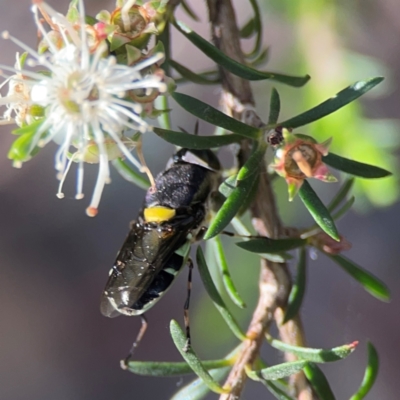 Odontomyia hunteri (Soldier fly) at Parkes, ACT - 26 Dec 2023 by Hejor1