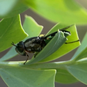 Odontomyia hunteri at Parkes, ACT - 26 Dec 2023