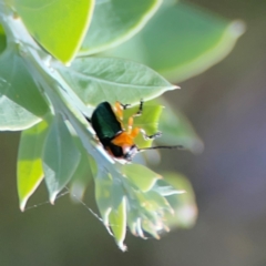 Aporocera (Aporocera) consors at Parkes, ACT - 26 Dec 2023