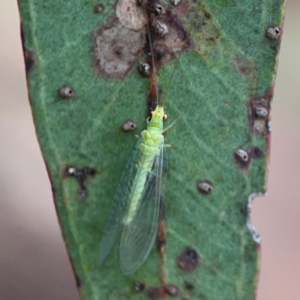 Mallada signatus at Parkes, ACT - 26 Dec 2023 05:28 PM