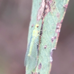 Mallada signatus at Parkes, ACT - 26 Dec 2023 05:28 PM