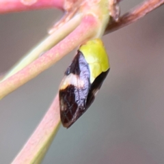 Chaetophyes compacta (Tube spittlebug) at Parkes, ACT - 26 Dec 2023 by Hejor1