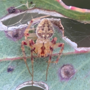 Araneus nigropunctatus at Parkes, ACT - 26 Dec 2023