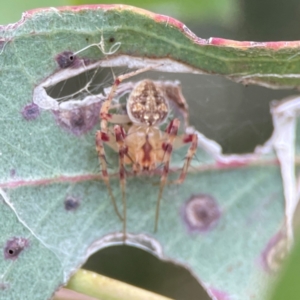 Araneus nigropunctatus at Parkes, ACT - 26 Dec 2023