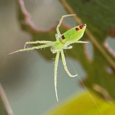 Araneus talipedatus (Slender green orb-weaver) at Parkes, ACT - 26 Dec 2023 by Hejor1