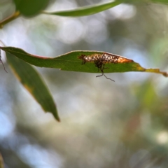 Curculionidae (family) (Unidentified weevil) at Parkes, ACT - 26 Dec 2023 by Hejor1