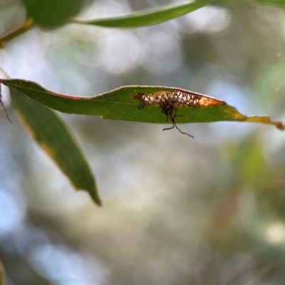 Curculionidae (family) (Unidentified weevil) at Parkes, ACT - 26 Dec 2023 by Hejor1