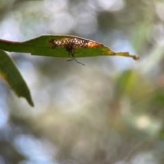 Curculionidae (family) at Parkes, ACT - 26 Dec 2023