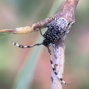 Ancita sp. (genus) at Parkes, ACT - 26 Dec 2023