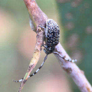 Ancita sp. (genus) at Parkes, ACT - 26 Dec 2023