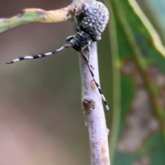 Ancita sp. (genus) at Parkes, ACT - 26 Dec 2023