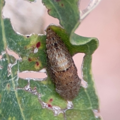 Stenocotis sp. (genus) at Parkes, ACT - 26 Dec 2023 by Hejor1