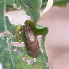 Stenocotini sp. (tribe) at Parkes, ACT - 26 Dec 2023 05:44 PM