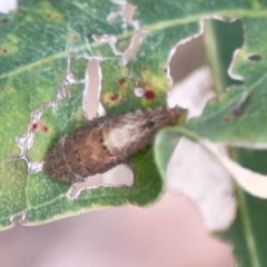 Stenocotini sp. (tribe) at Parkes, ACT - 26 Dec 2023 05:44 PM