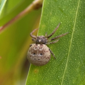 Cymbacha ocellata at Parkes, ACT - 26 Dec 2023