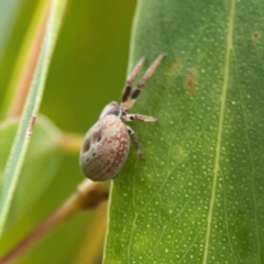 Cymbacha ocellata at Parkes, ACT - 26 Dec 2023