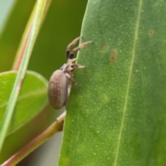 Cymbacha ocellata at Parkes, ACT - 26 Dec 2023