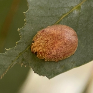 Paropsis atomaria at Parkes, ACT - 26 Dec 2023