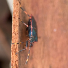 Notius depressus at Parkes, ACT - 26 Dec 2023 05:59 PM