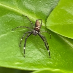 Helpis minitabunda (Threatening jumping spider) at Isaacs, ACT - 25 Dec 2023 by Hejor1